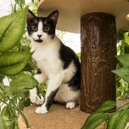 Cat House & Cat Activity Tree Scratcher